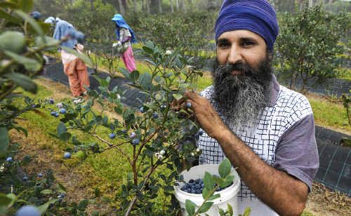 A combination of a late crop, a compressed harvest and the loss of the Japanese market meant that much more fruit than usual would land on supermarket shelves in Australia from October to January. A combination of a late crop, a compressed harvest and the loss of the Japanese market meant that much more fruit than usual would land on supermarket shelves in Australia from October to January.